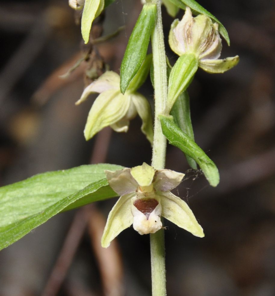 Image of Epipactis helleborine ssp. degenii specimen.