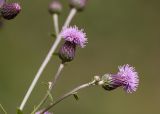 Cirsium setosum