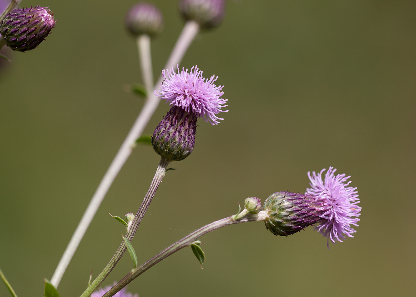 Изображение особи Cirsium setosum.