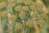 Astrodaucus littoralis