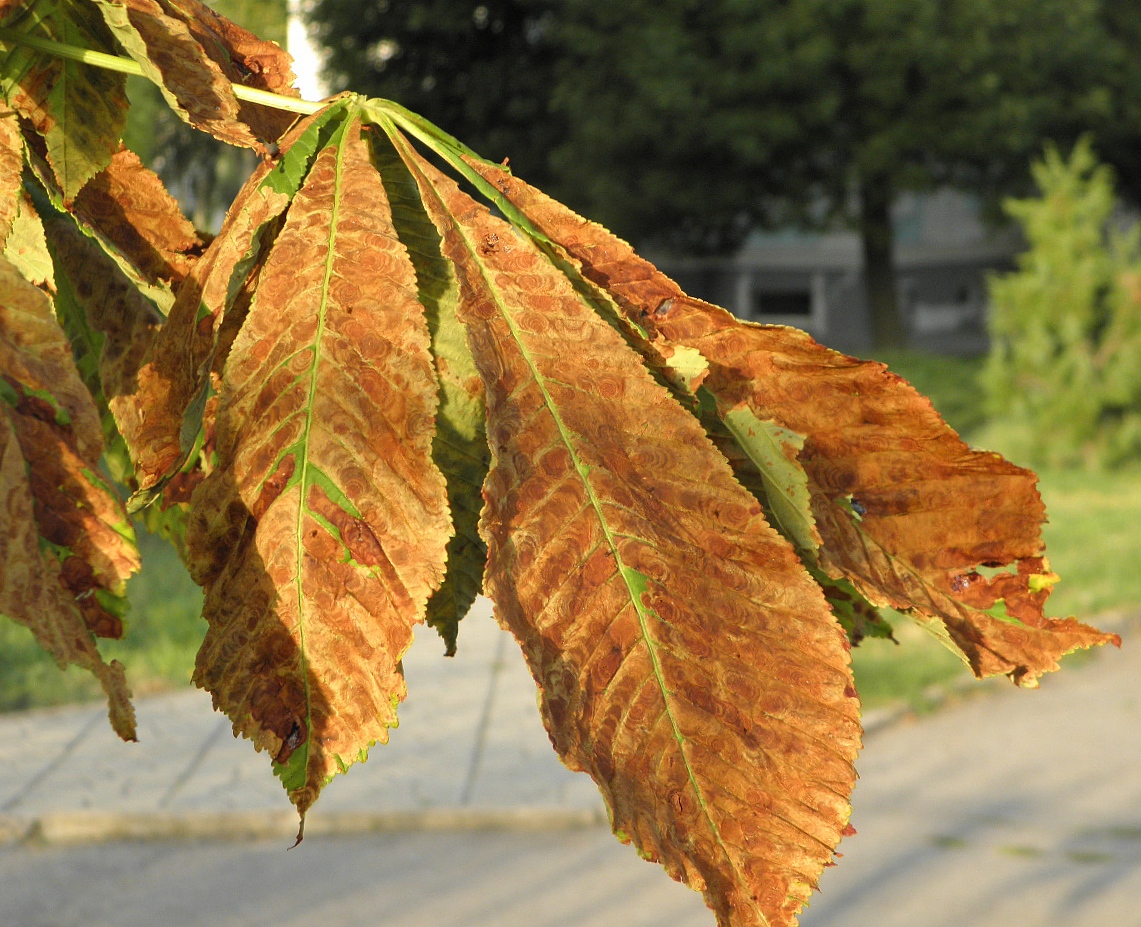 Изображение особи Aesculus hippocastanum.