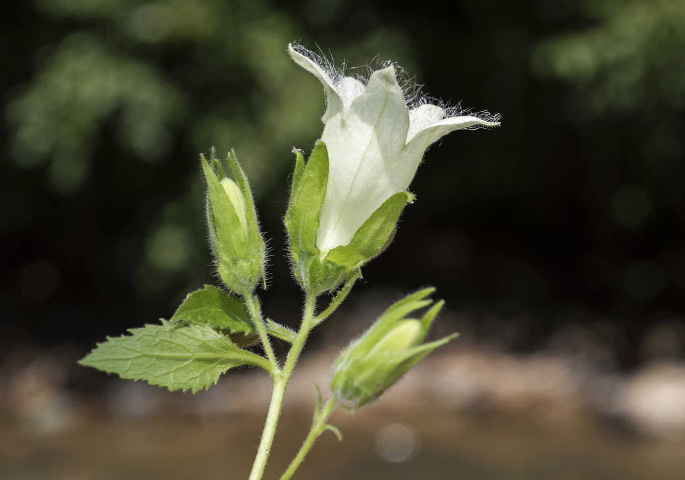 Image of Campanula pendula specimen.