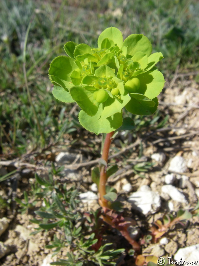 Изображение особи Euphorbia helioscopia.