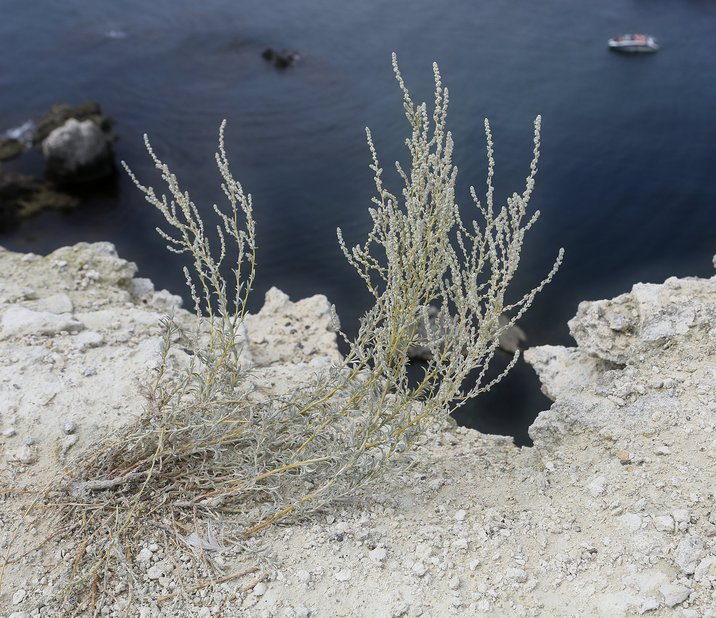 Image of Bassia prostrata specimen.