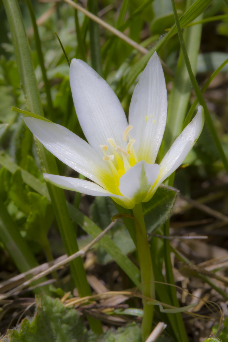 Изображение особи Ornithogalum balansae.
