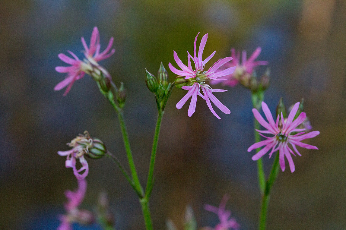 Изображение особи Coccyganthe flos-cuculi.