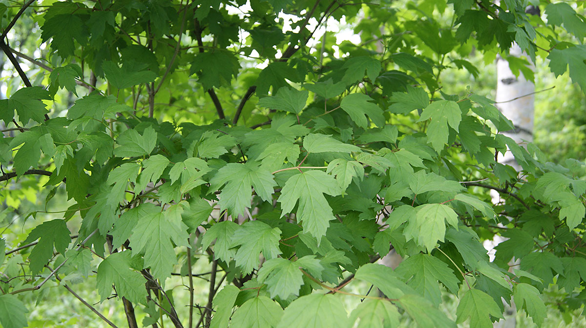 Image of Viburnum opulus specimen.