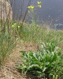 Diplotaxis tenuifolia