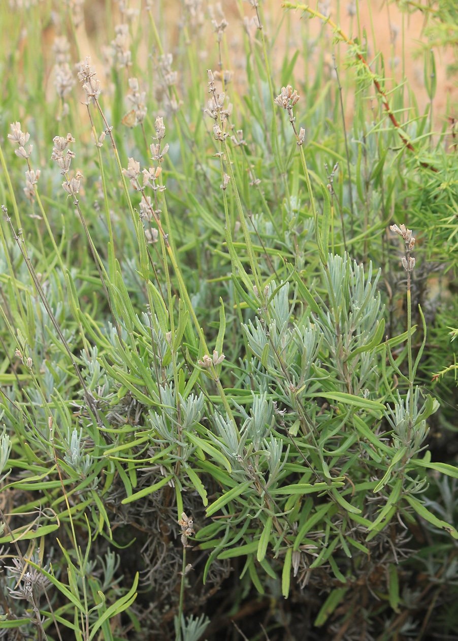 Image of Lavandula angustifolia specimen.