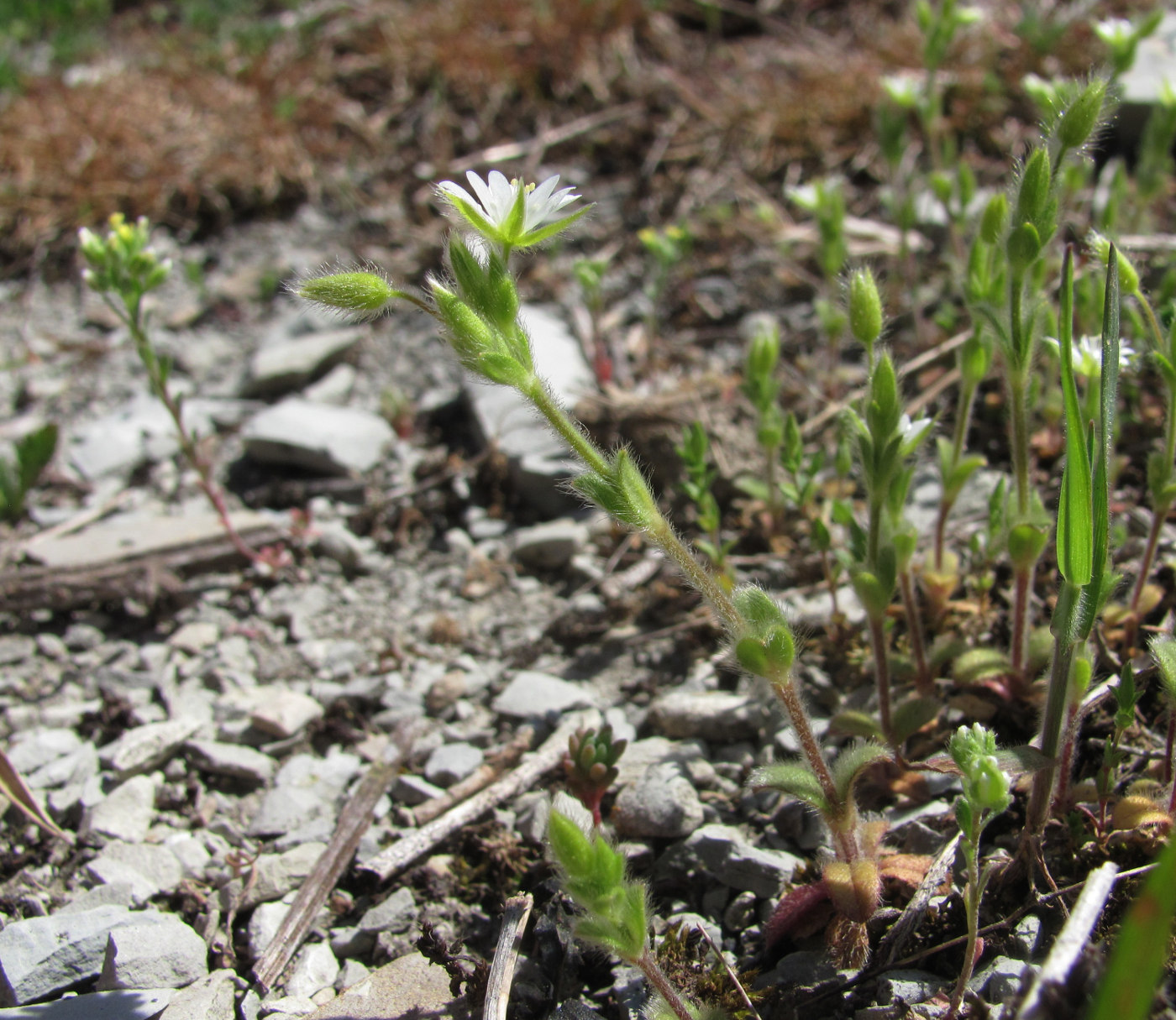 Image of Cerastium brachypetalum ssp. tauricum specimen.