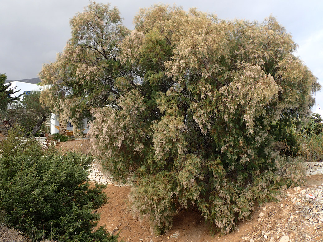 Image of Tamarix smyrnensis specimen.