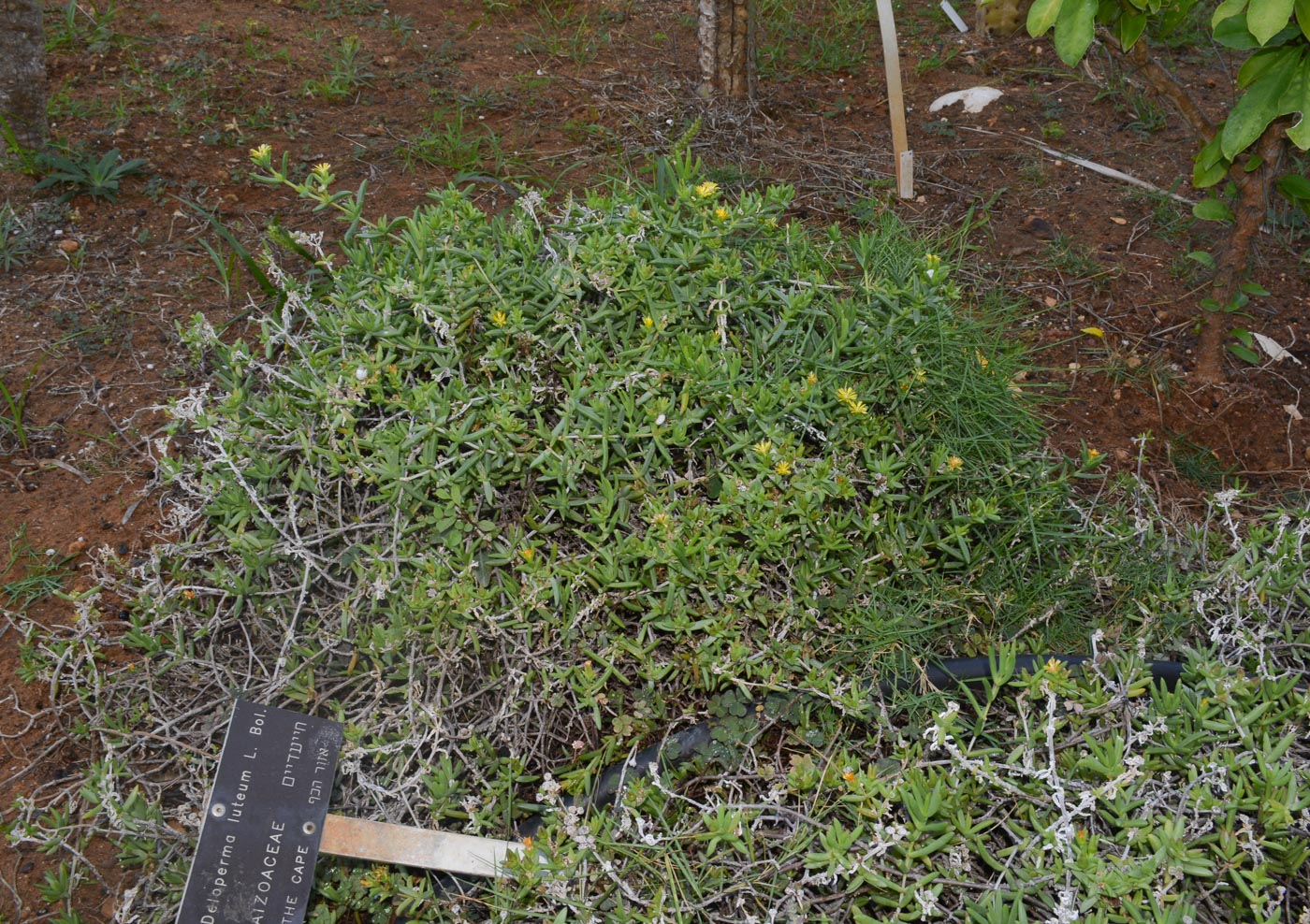 Image of Delosperma luteum specimen.