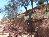 Casuarina equisetifolia. Плодоносящие растения. Австралия, г. Редклифф (окрестности Брисбена), обрывистый берег. 24.12.2017.