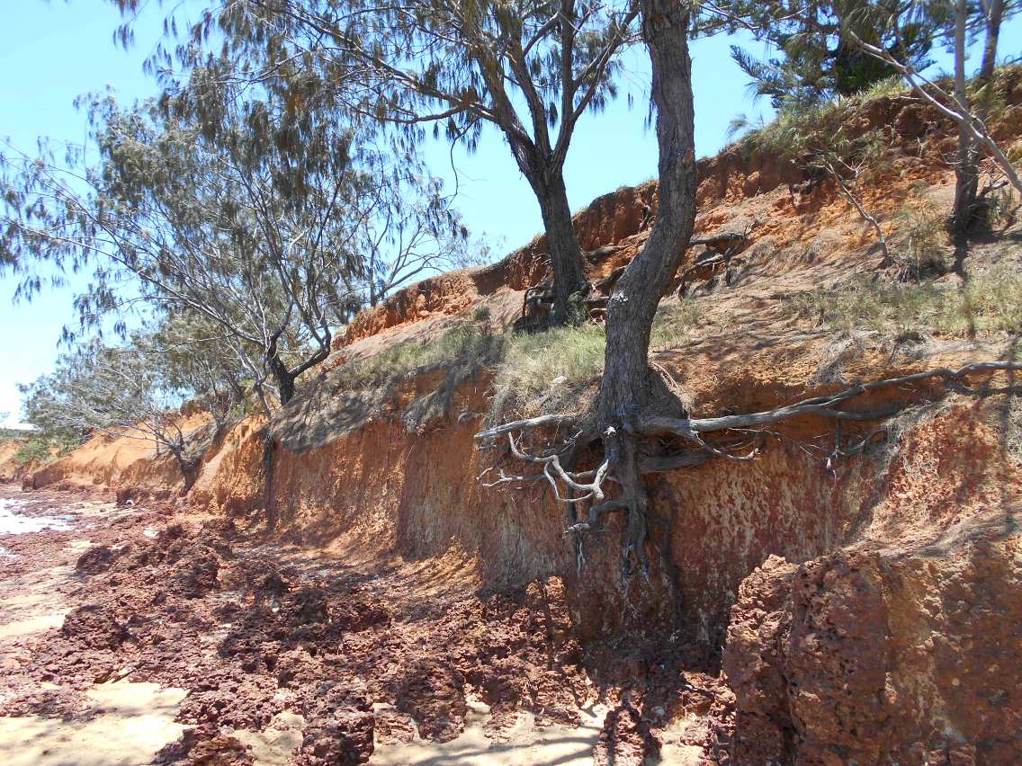 Image of Casuarina equisetifolia specimen.