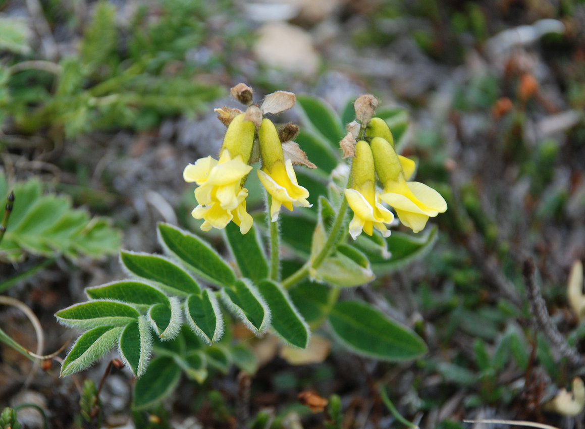 Image of Astragalus frigidus ssp. parviflorus specimen.