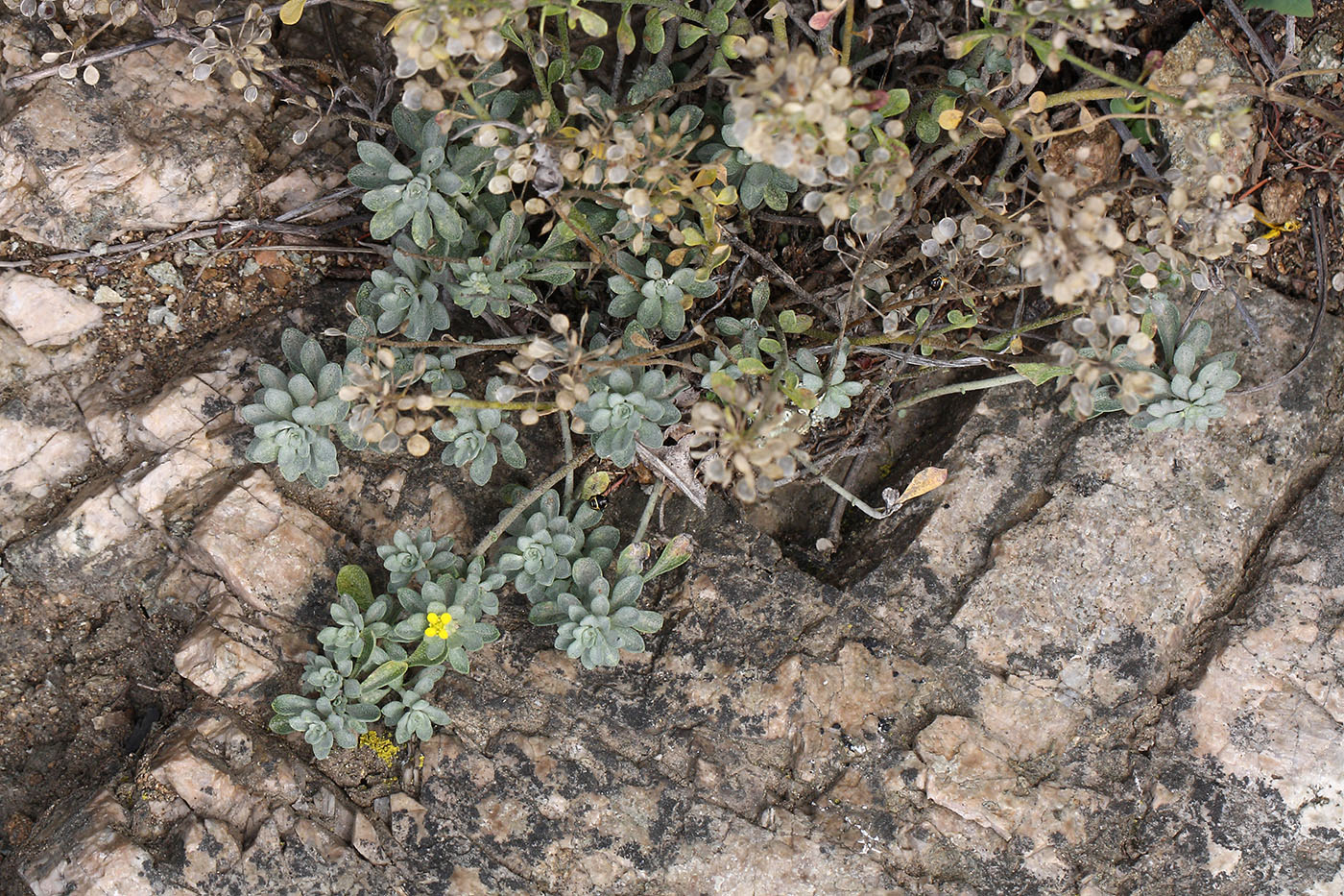 Image of Odontarrhena obovata specimen.