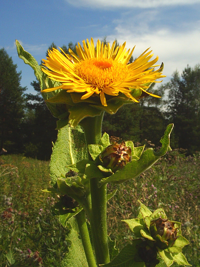 Изображение особи Inula helenium.