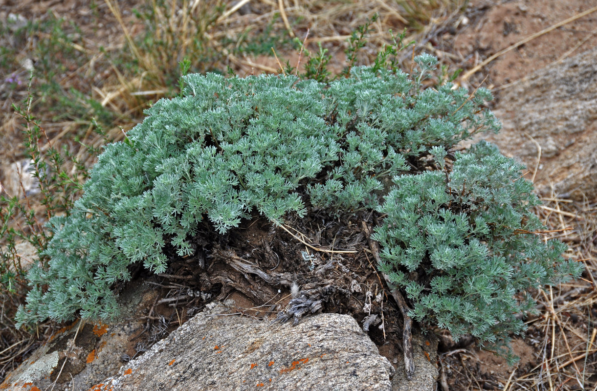 Image of genus Artemisia specimen.