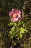 Paeonia daurica