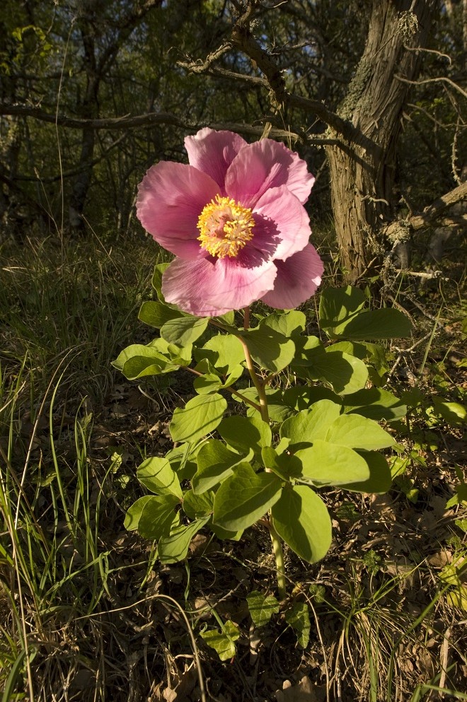 Изображение особи Paeonia daurica.