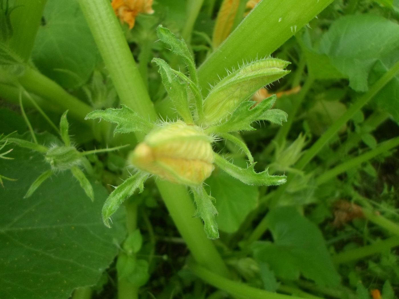 Image of Cucurbita pepo specimen.