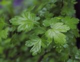 Ribes × nidigrolaria. Листья. Пермский край, г. Пермь, Свердловский р-н, кладбище \"Южное\", тополёвая роща, озеленение. 15.06.2017.
