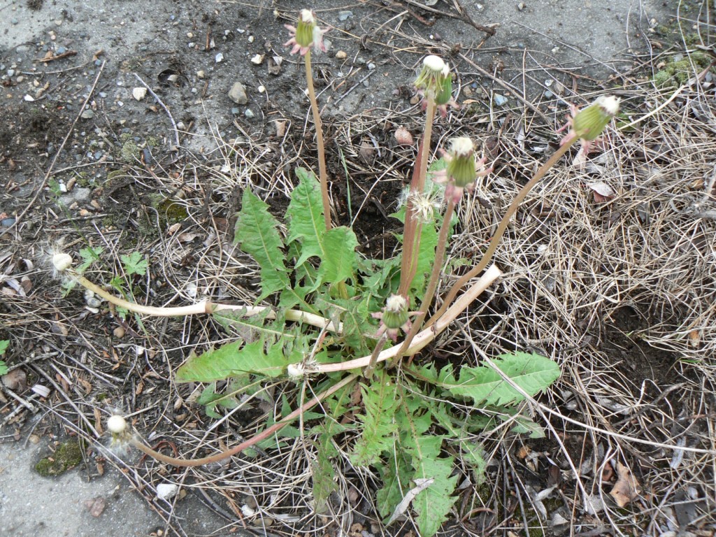 Image of Taraxacum brassicifolium specimen.