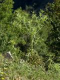 Eryngium campestre. Расцветающее растение (слева – бутонизирующий Picnomon). Греция, о-в Крит, ном Ханья (Νομός Χανίων), дим Платаньяс (Δήμος Πλατανιά), горный массив Лефка Ори (Λευκά Όρη), урочище Ксилоскало (Ξυλόσκαλο), ≈ 1200 м н.у.м., каменистый склон у автомобильной дороги. 28 июня 2017 г.