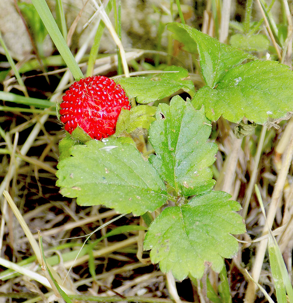 Изображение особи Duchesnea indica.