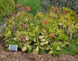 Cotyledon orbiculata