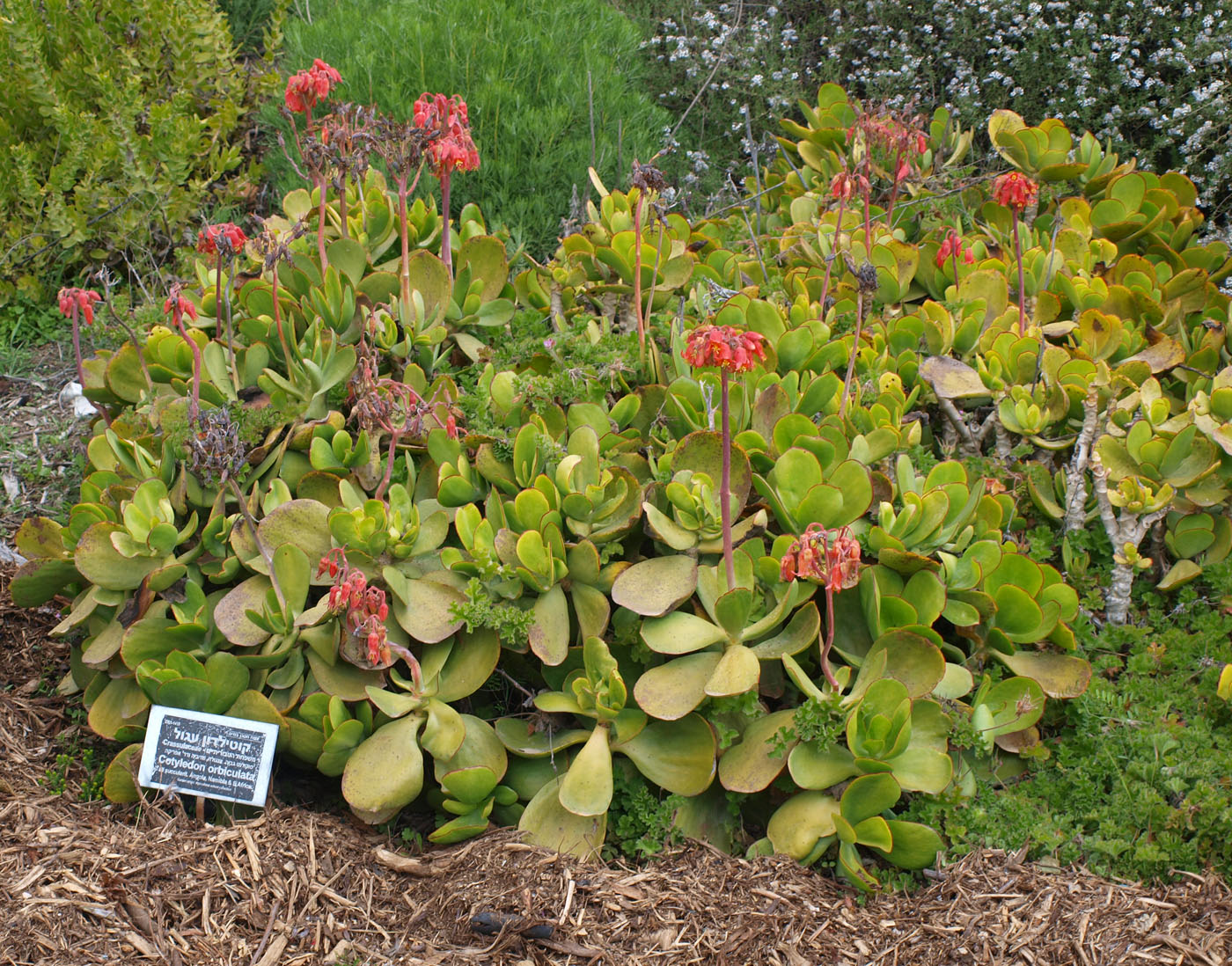 Image of Cotyledon orbiculata specimen.