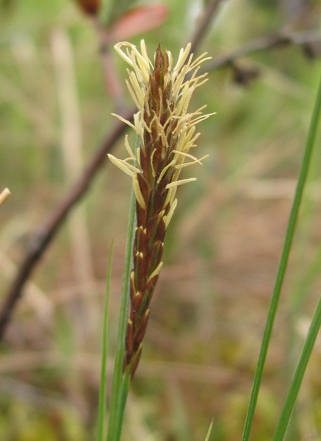 Image of Carex limosa specimen.