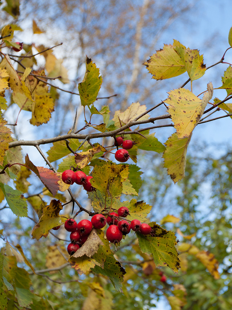 Image of Crataegus submollis specimen.