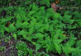 Deparia petersenii