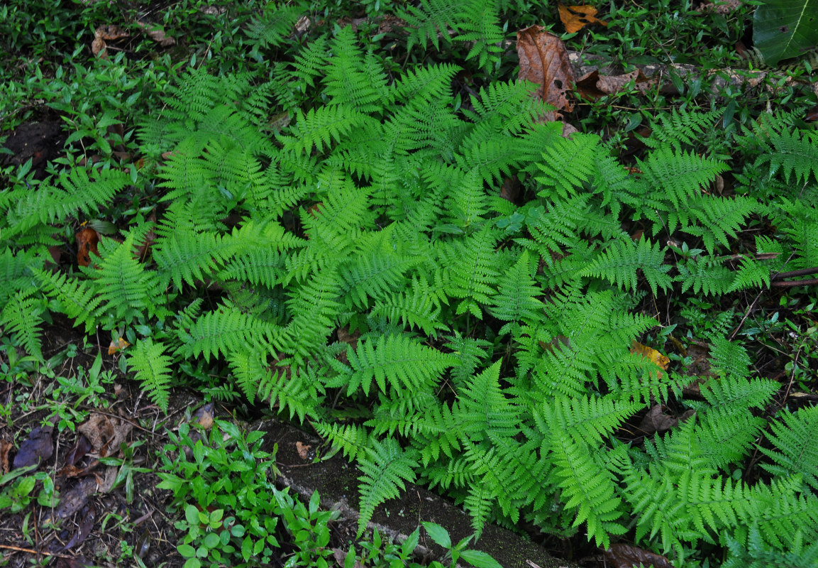 Image of Deparia petersenii specimen.