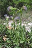 Globularia trichosantha. Цветущие растения. Крым, Бахчисарайский р-н, Адым-Чокракская долина, южный склон г. Мангуп-Кале. 30.04.2018.