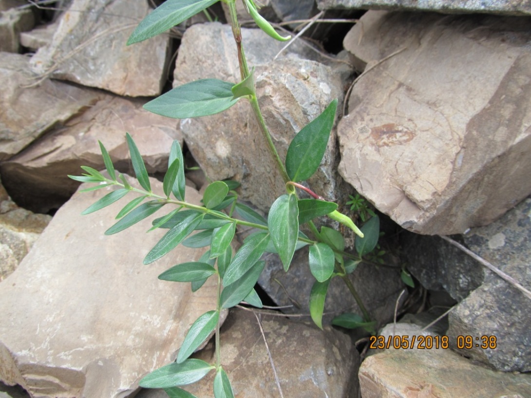 Изображение особи Vinca herbacea.