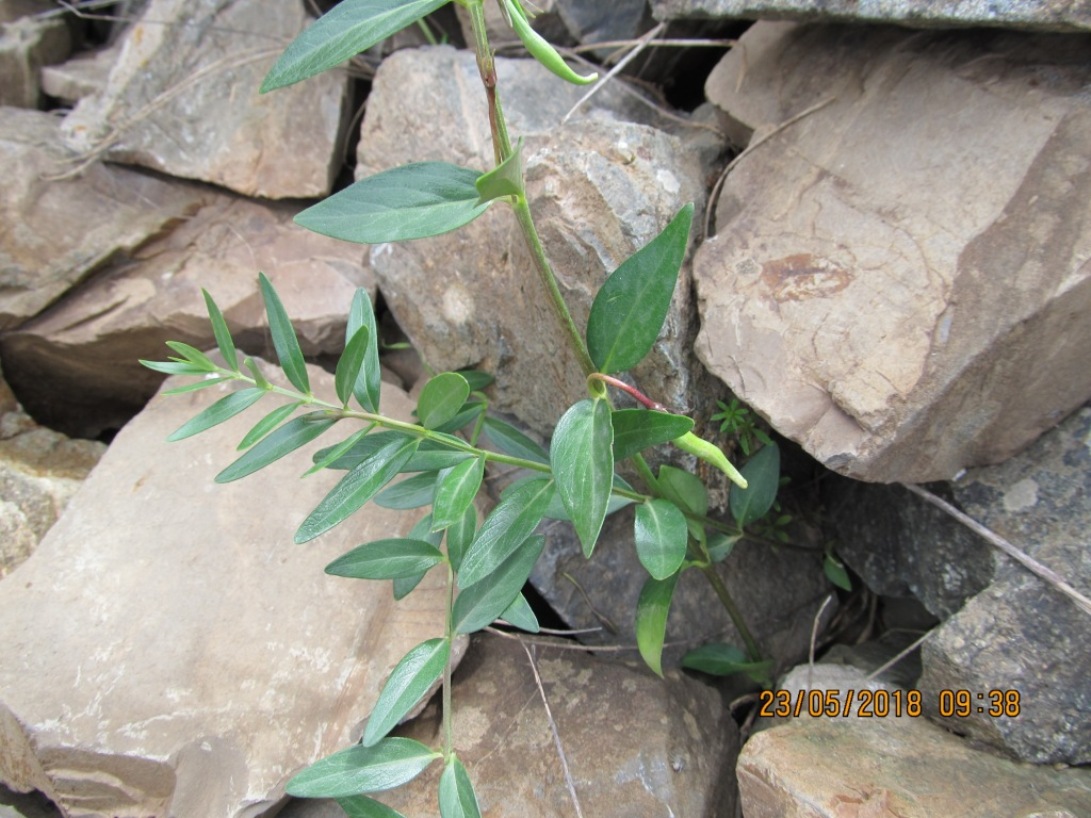 Image of Vinca herbacea specimen.