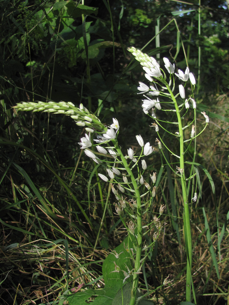 Image of Ornithogalum arcuatum specimen.