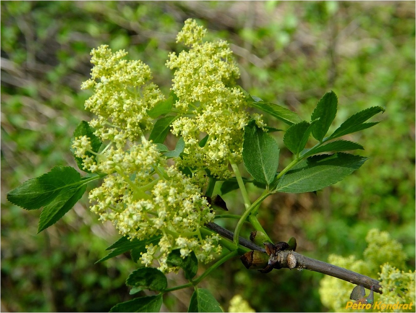 Изображение особи Sambucus racemosa.