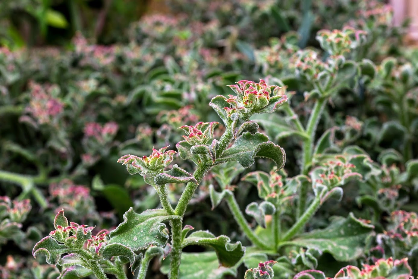 Image of Mesembryanthemum crystallinum specimen.