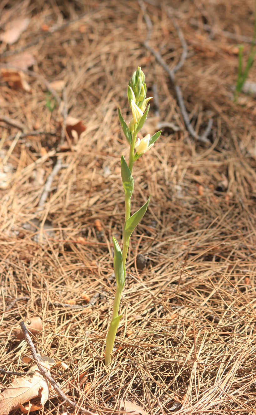 Изображение особи Cephalanthera epipactoides.