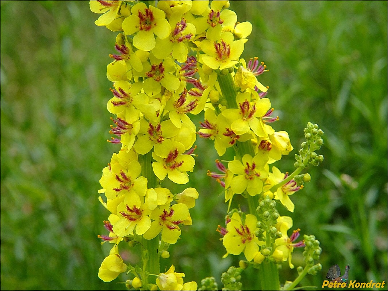 Изображение особи Verbascum nigrum.