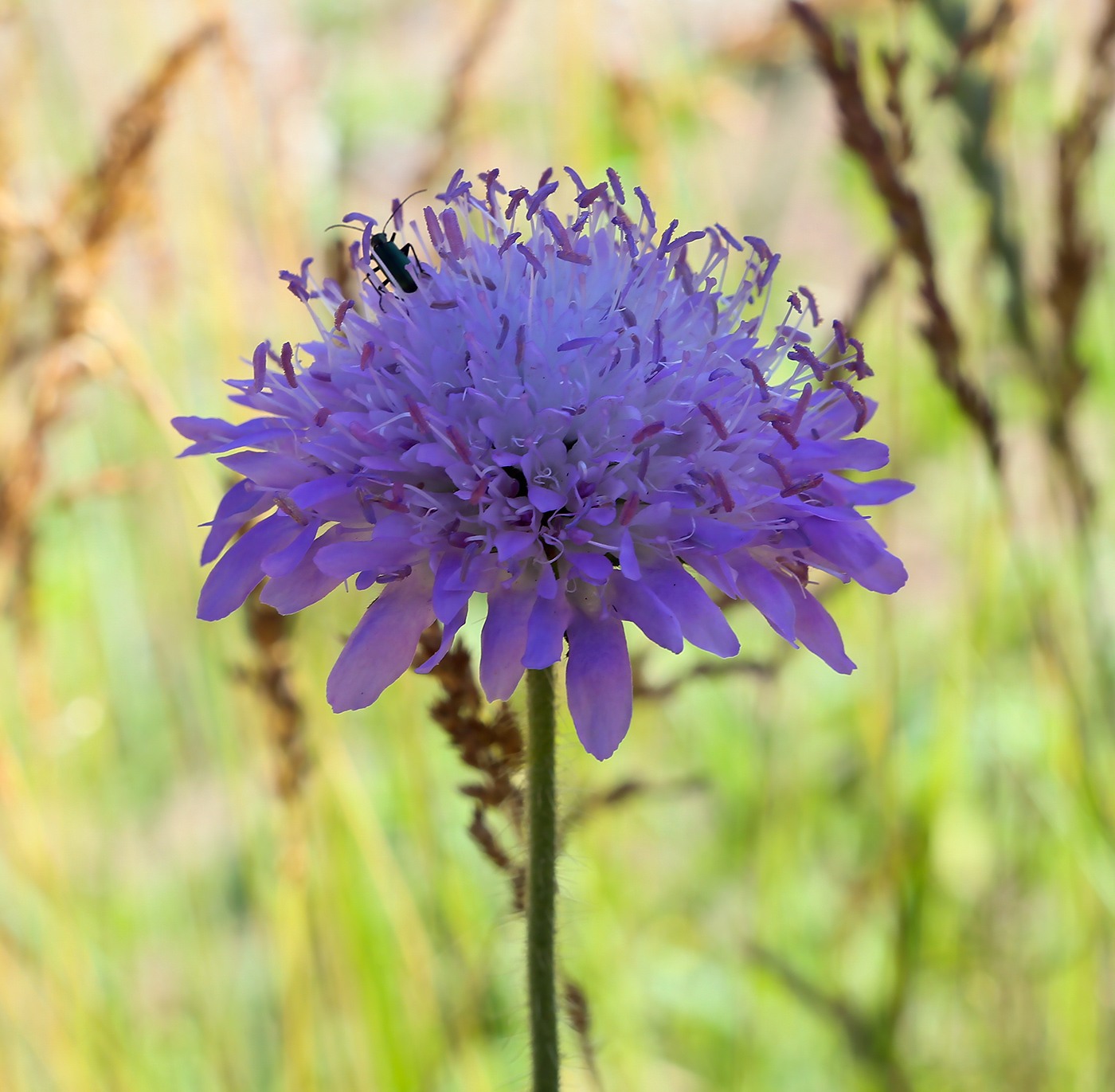 Image of Knautia arvensis specimen.