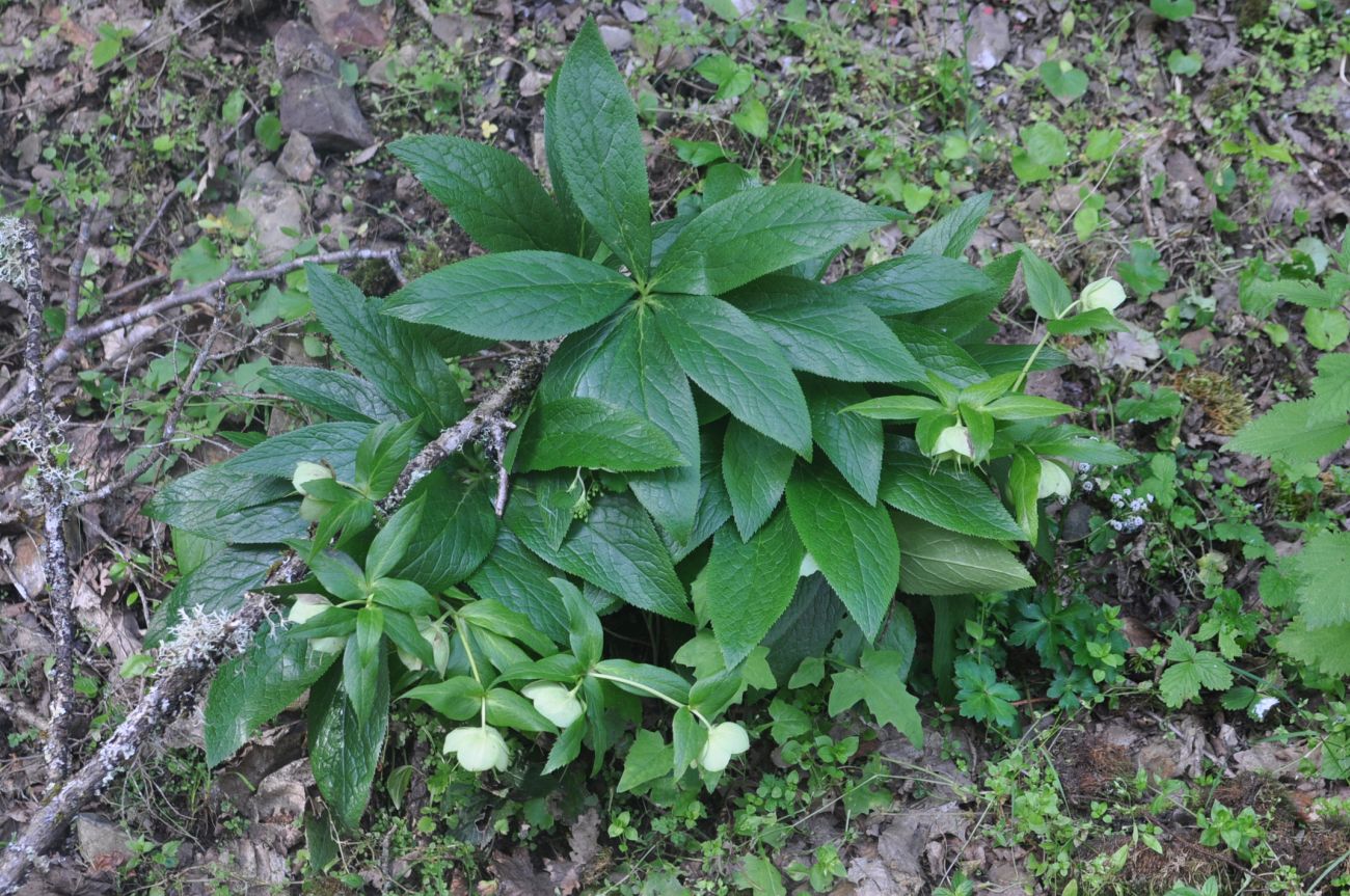 Изображение особи Helleborus caucasicus.