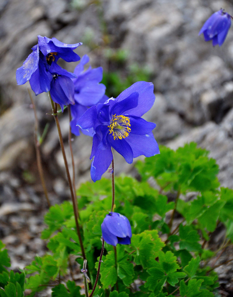 Image of Aquilegia glandulosa specimen.