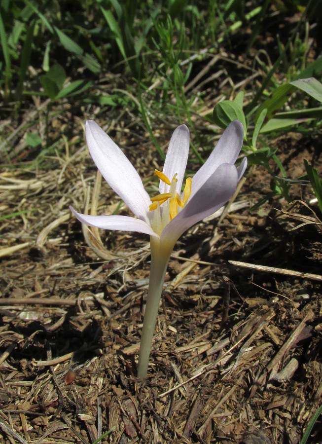 Image of Colchicum umbrosum specimen.