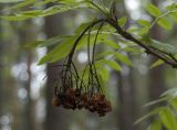 Sorbus sibirica