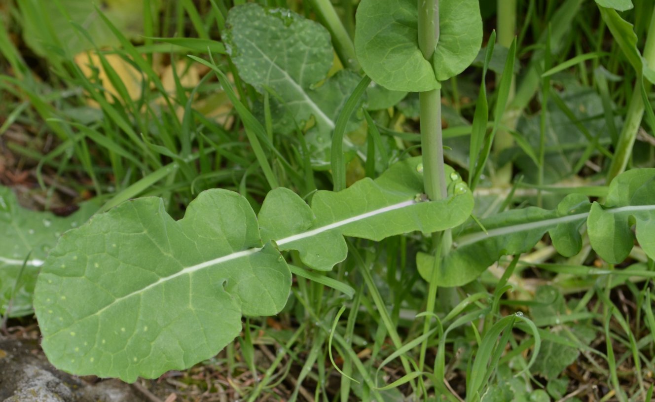 Изображение особи Brassica napus.