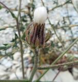 Crepis rhoeadifolia